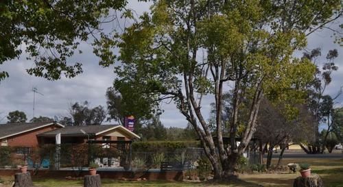 Amber Court Motor Inn Coonabarabran Luaran gambar